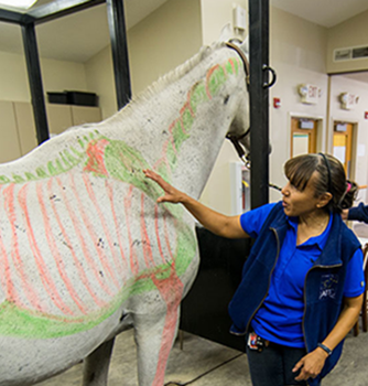 Your chance to win a Dream Horse Float and help save the rescue horses