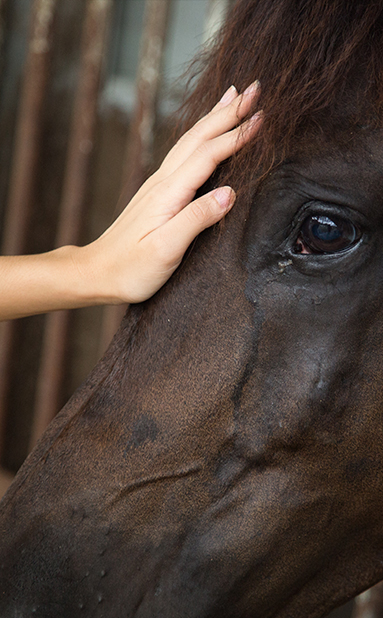 Horse Herd Inc.