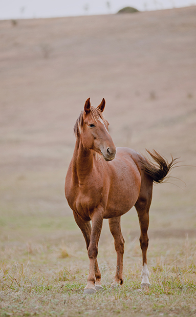 Horse Herd Inc.