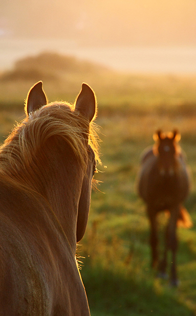 Horse Herd Inc.