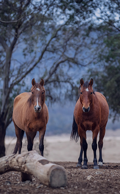 Horse Herd Inc.